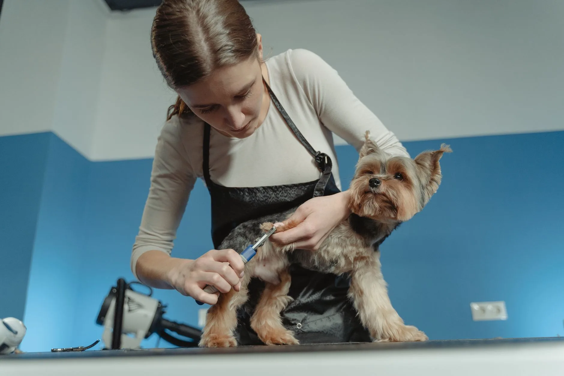 Dierenverzorging